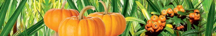 TRAMOSTIC STAR zdrowie i zadowolenie mężczyzn Serenoa repens Saw Palmetto to karłowata, pnąca palma, której ojczyzną są południowe stany Ameryki Północnej lasy Florydy.