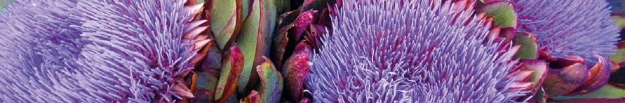 ARTICHOKE STAR syrop na dobre trawienie z głównym składnikiem karczochem Syrop na dobre trawienie z głównym składnikiem karczochem.