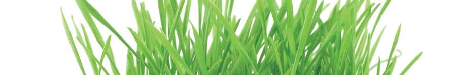 BARLEY STAR w detoksykacji organizmu Substancje składowe pomagają: w detoksykacji organizmu regulować ph środowiska wewnętrznego wspierać perystaltykę jelit ograniczać nieprzyjemne zapachy ciała,