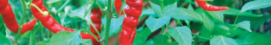CAYENNE STAR Capsicum annom pozytywnie wpływa na zdrowie żołądka Substancje składowe pomagają: zwiększać termogenezę zwiększać wydatek energetyczny zwiększać utratę kalorii usuwać odczucie zimnych