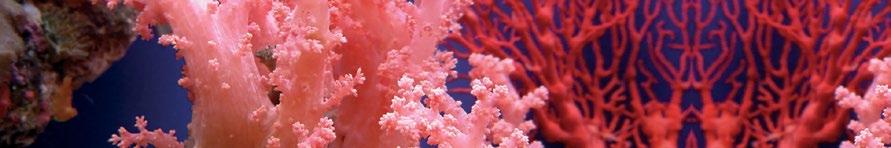 CORAL CALCIUM STAR zawarty w suplemencie diety wapń jest potrzebny do utrzymania zdrowych zębów, kości Substancje składowe pomagają: utrzymywać wapń w ciele na optymalnym poziomie wspierać budowę