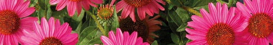 ECHINACEA STAR na odporność i witalność Odporność witalność w każdej kropli J A to dzięki: Jeżówka purpurowa Echinacea purpurea wzmacnia dziś tak potrzebną odporność organizmu, układ odpornościowy i