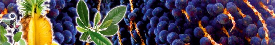 ACAI COMPLEX STAR wsparcie i oczyszczanie organizmu Substancje składowe pomagają: wspierać metabolizm w redukcji masy ciała poprawić kondycję psychiczną i fizyczną poprawiać zdolności obronne