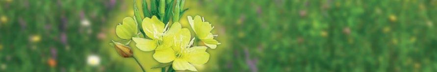 EVENING PRIMROSE STAR kwas linolowy (LA) pomaga w utrzymaniu prawidłowego poziomu cholesterolu we krwi Substancje składowe pomagają: łagodzić dolegliwości związane z klimakterium (przekwitaniem)
