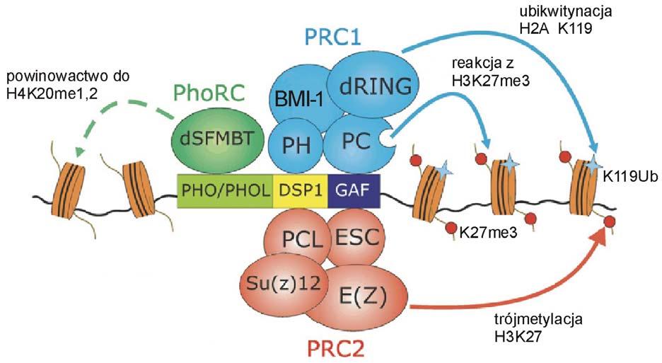 494 J. DYBKO, K. KULICZKOWSKI żący się bezpośrednio z DNA to PhoRC. Istnieją doniesienia, że współdziała bezpośrednio z PRC1 [2] i PRC2 [3], ale jego funkcja nie jest w pełni poznana.