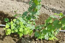 plantmanagementnetwork.