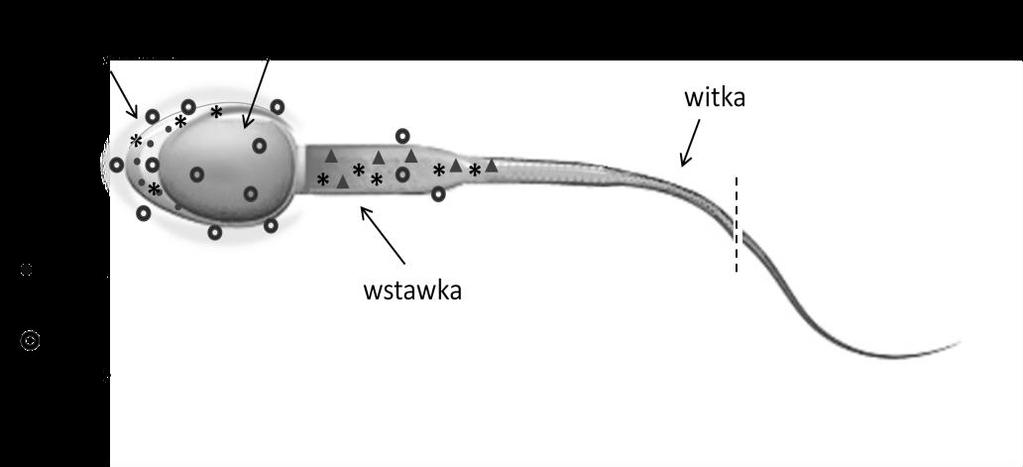 Postepy Hig Med Dosw (online), 2017; tom 71: 662-680 Budowa plemnika Stosunek zawartości miedzi Główka Wstawka Witka 1 5 Brak danych Obecne białka miedziozależne SOD1 ochrona przed działaniem