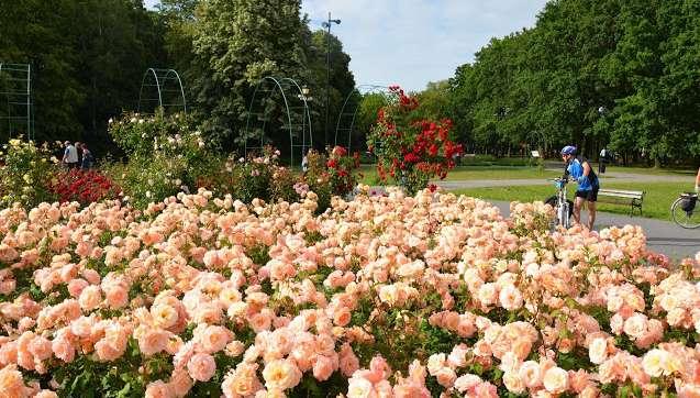 PARK