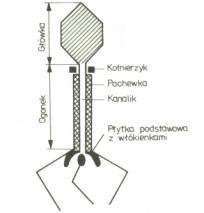 Schemat budowy