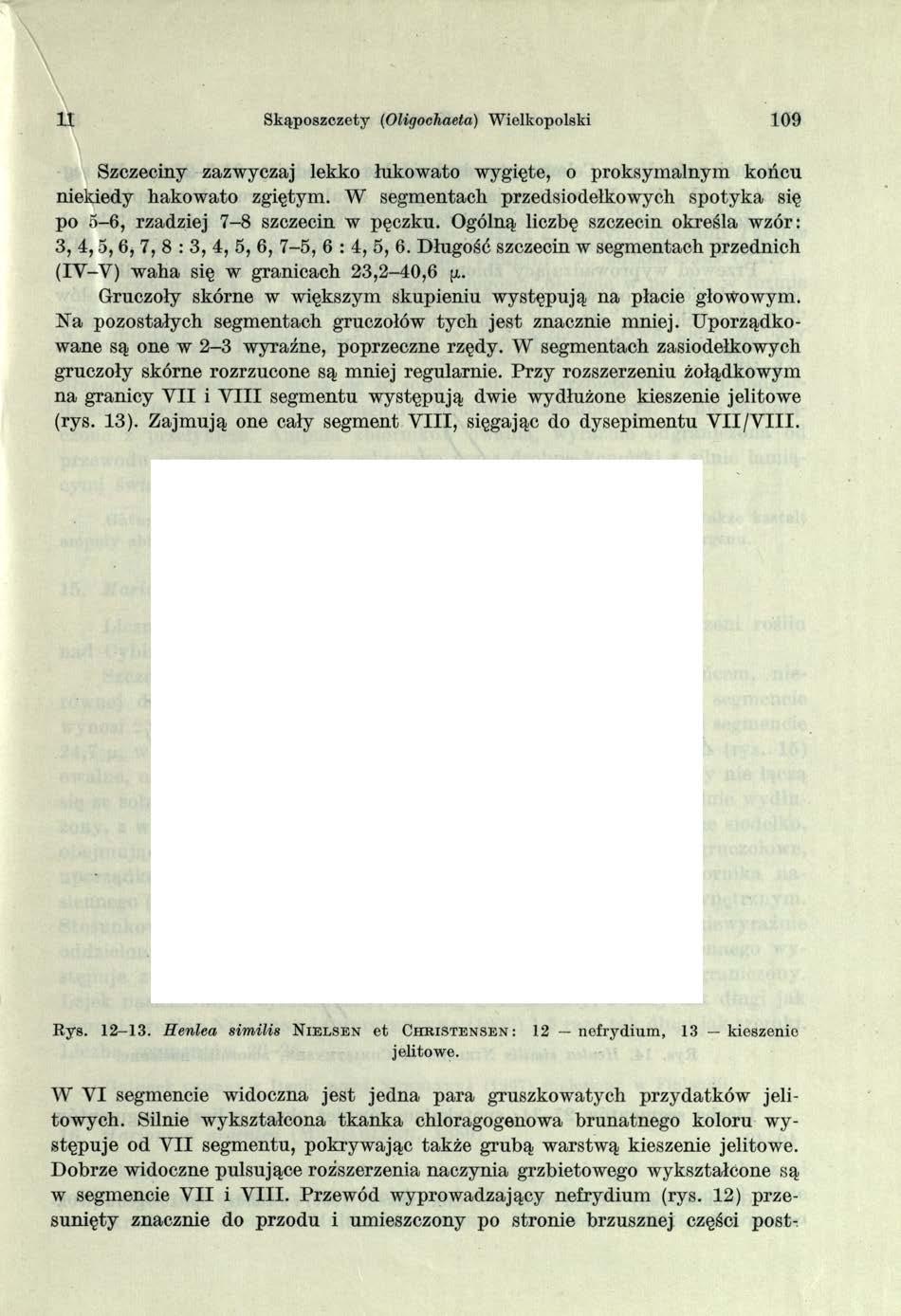 11 Skąposzczety (Oliqochaeta) Wielkopolski 109 Szczeciny zazwyczaj lekko łukowato wygięte, o proksymalnym końcu niekiedy hakowato zgiętym.