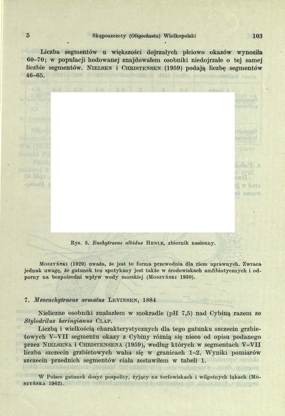 5 Skąposzczety (Oligochaeła) Wielkopolski 103» Liczba segmentów u większości dojrzałych płciowo okazów wynosiła 60-70; w populacji hodowanej znajdowałem osobniki niedojrzałe o tej samej liczbie