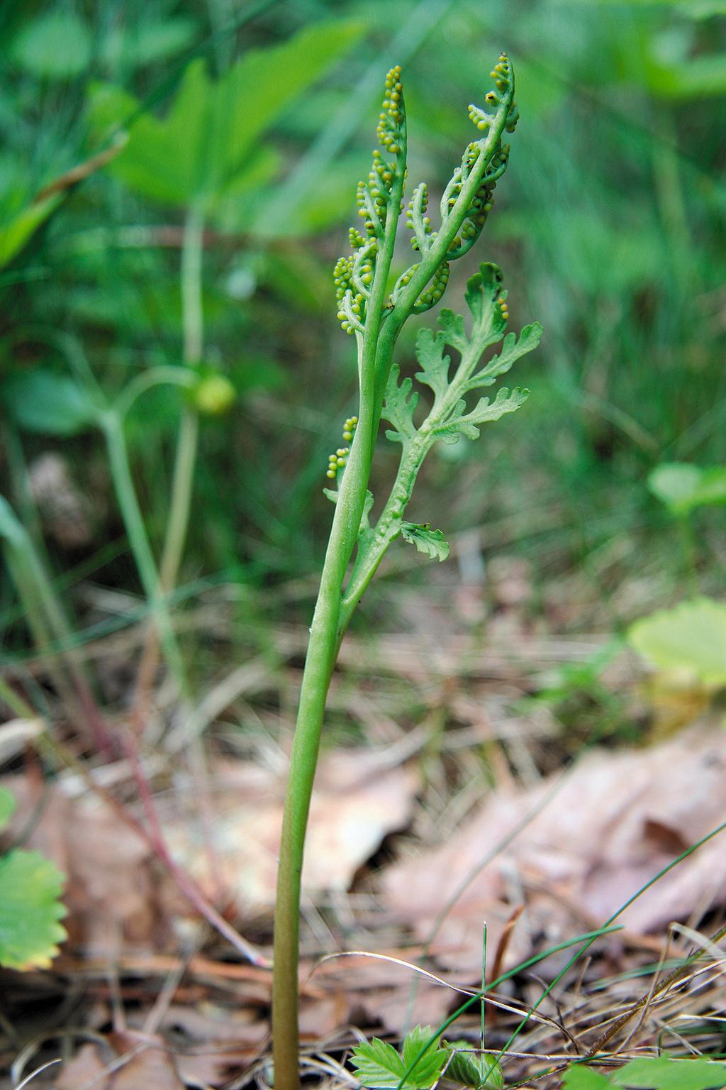 207 A-new-locality-of-Botrychium-matricariifolium-in-the-Sudeten-Foreland 207 2.