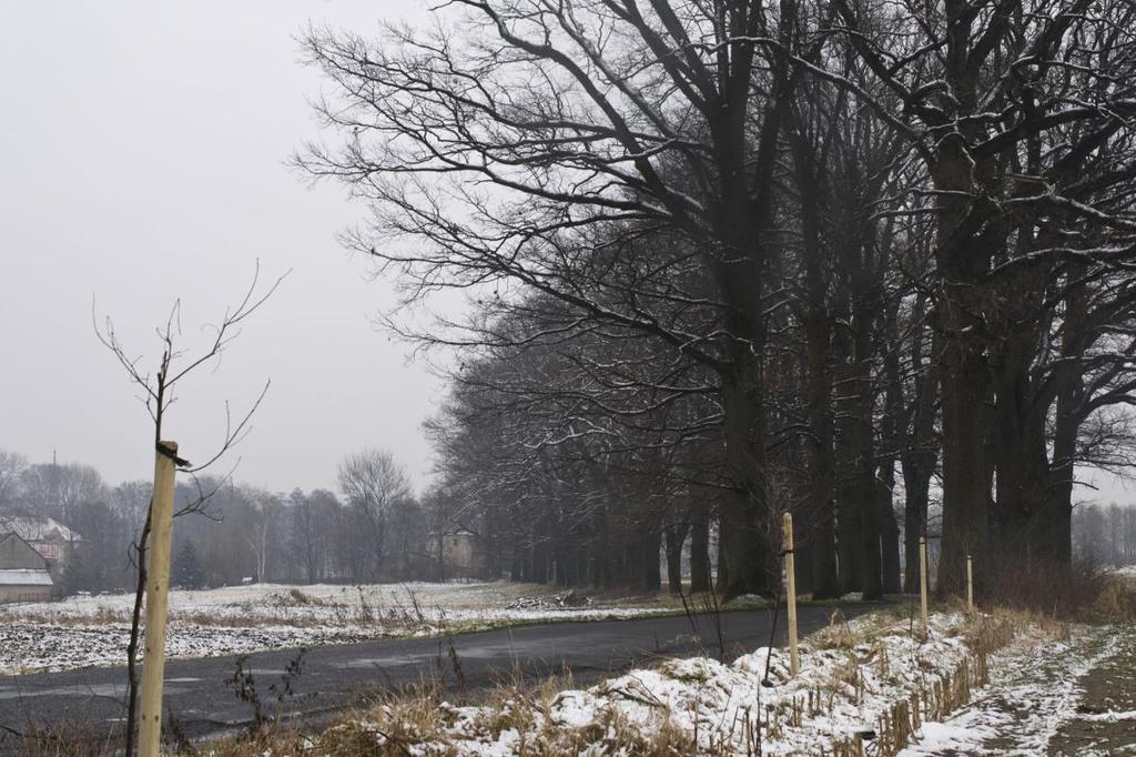 Fot. 1 Nasadzenia drzew w 2013 roku w ramach projektu Drogi dla Natury kampania na rzecz zadrzewień wzdłuż szlaku Via Regia w okolicach m. Gronów.
