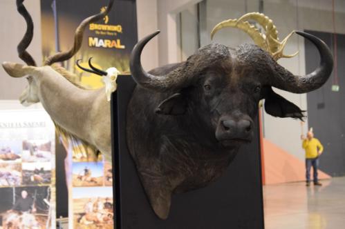Wspaniałe wystawy egzotycznych trofeów przygotowała Pracownia Preparatorska Taxidermy" oraz Stowarzyszenie Klub Safari.