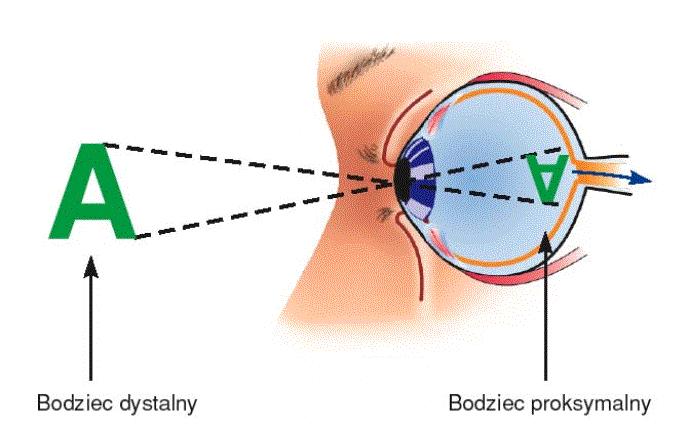 Interpretacja obrazu na siatkówce bodziec proksymalny Bodziec dystalny i proksymalny Wrażenia i spostrzeżenia Spostrzeżenie jest nie tylko rezultatem analizy percepcyjnej, ale także analizy znaczenia