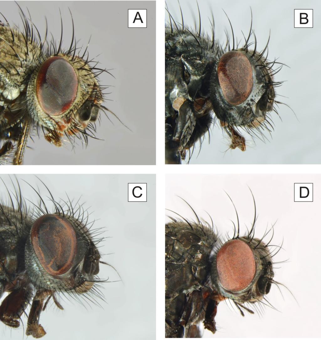 arcuatus (BUDDE-LUND, 1885) i O. asellus (CERRETTI & PAPE 2007). W trakcie badań autora cztery okazy tego gatunku wyhodowano z równonogów T. rathkii, znany wcześniej żywiciel z tego rodzaju (T.