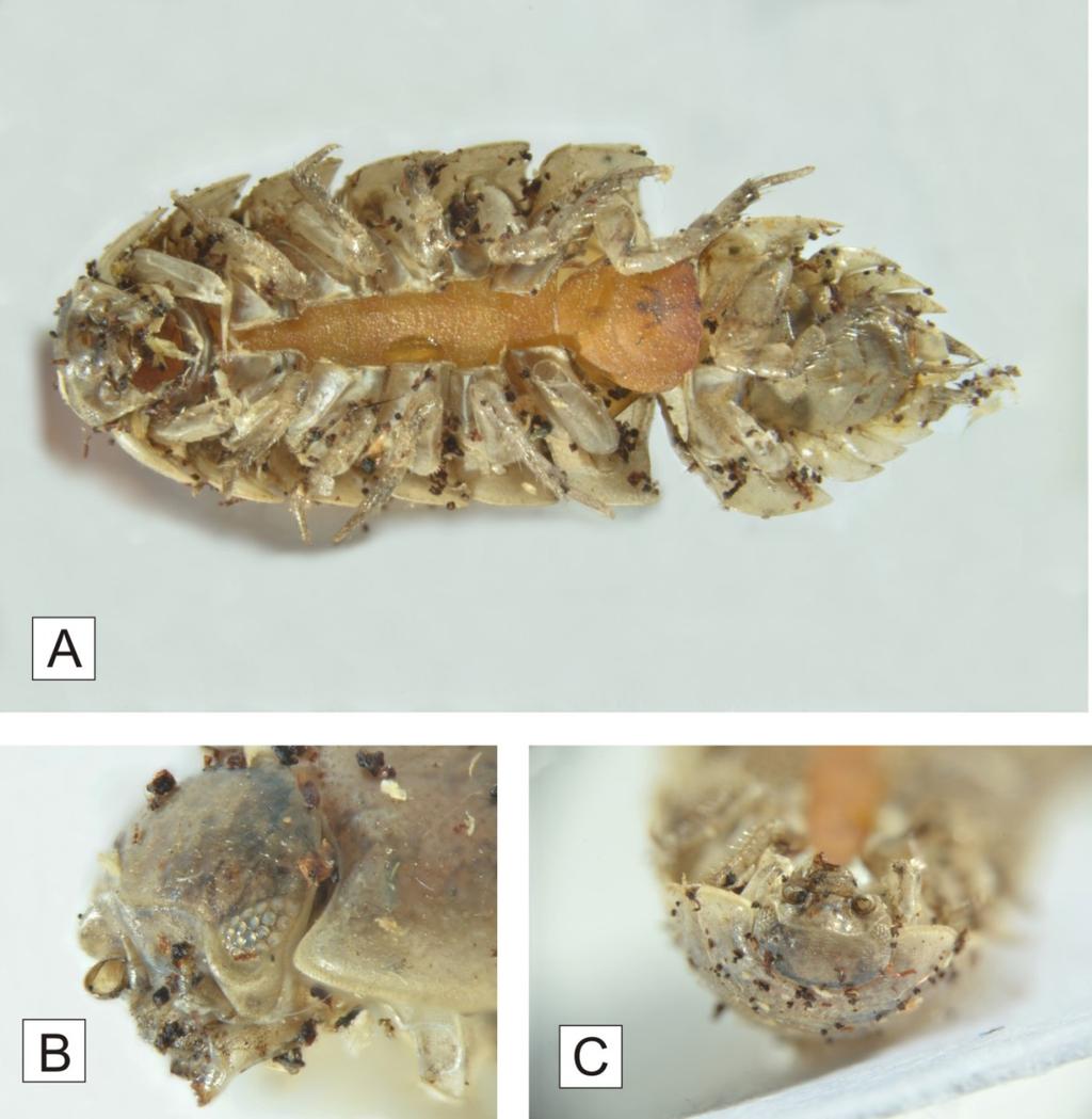gatunku Rhinophoridae znalezionej 08.02.