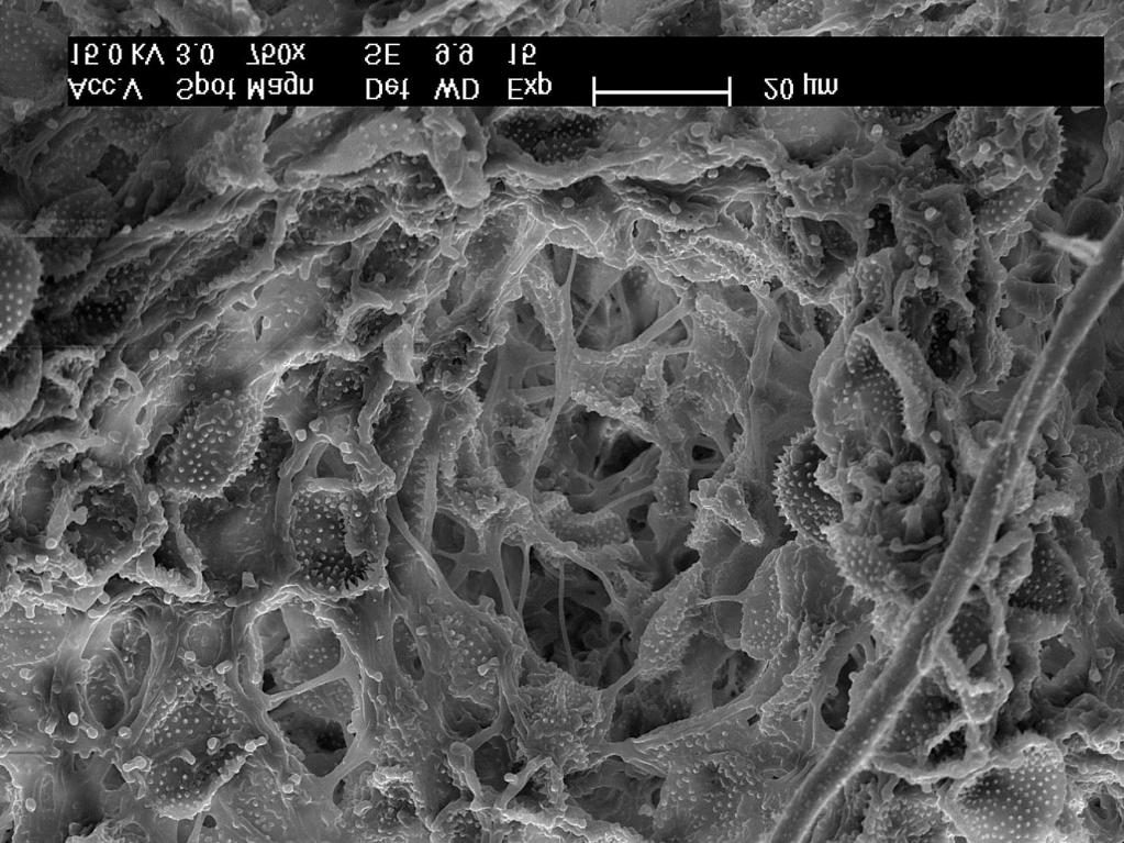 aegopodii (photo by A. Bartkowska) Phot. 2.
