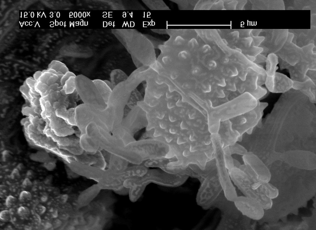 Parasitism of rust fungi spores by Ramularia species 65 Phot. 5.