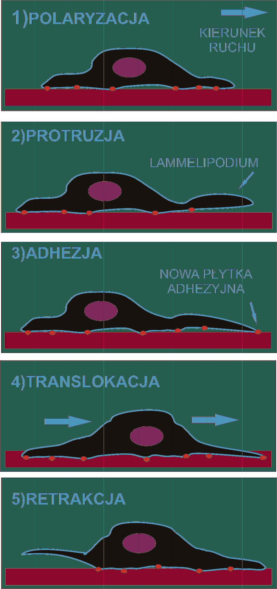 ruszającymi się komórkami [12,13].