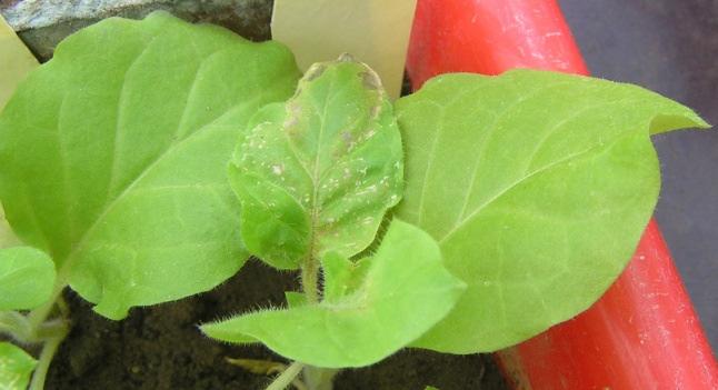 demissum i mieszańca A-6 (S. demissum x S. tuberosum Aquila) (De Bokx, Chrzanowska 1972).