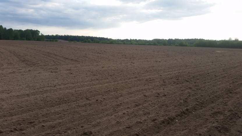roślin objętych ochroną. Fot.
