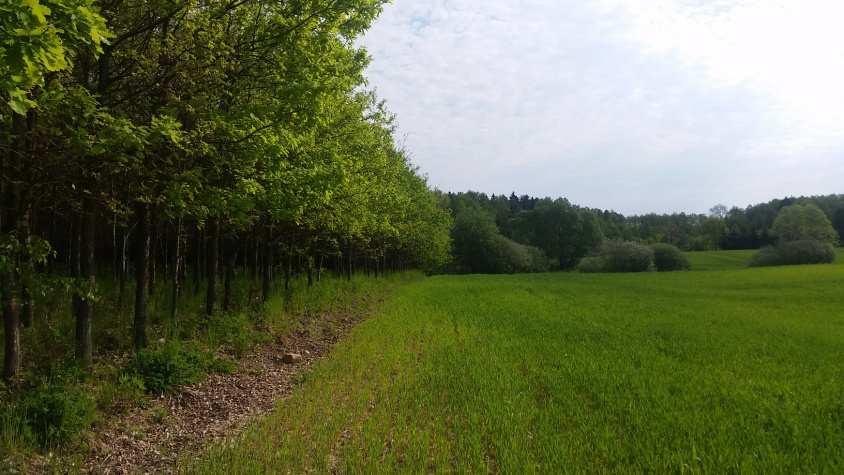 Fot. 16 Tereny leśne i