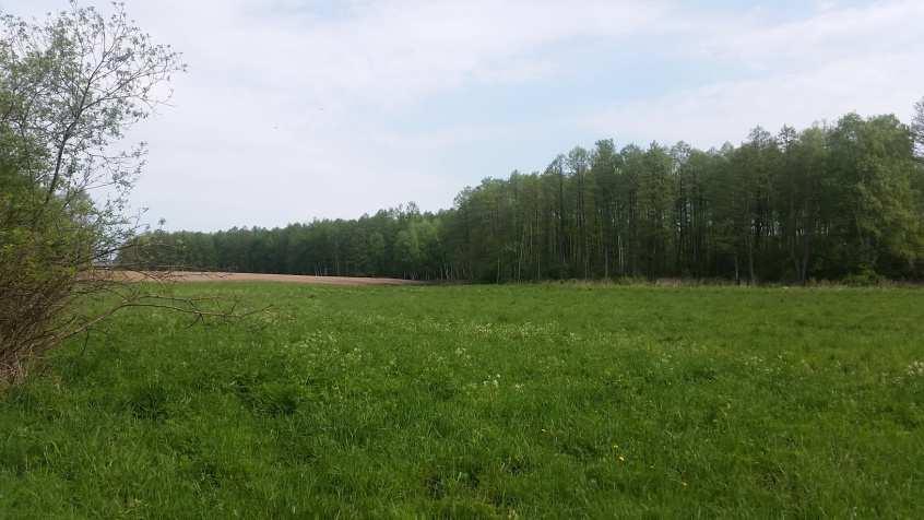 Fot. 17 Tereny podmokłe