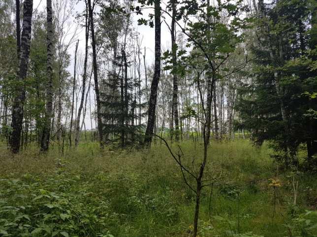 Fot. 32 Tereny leśne