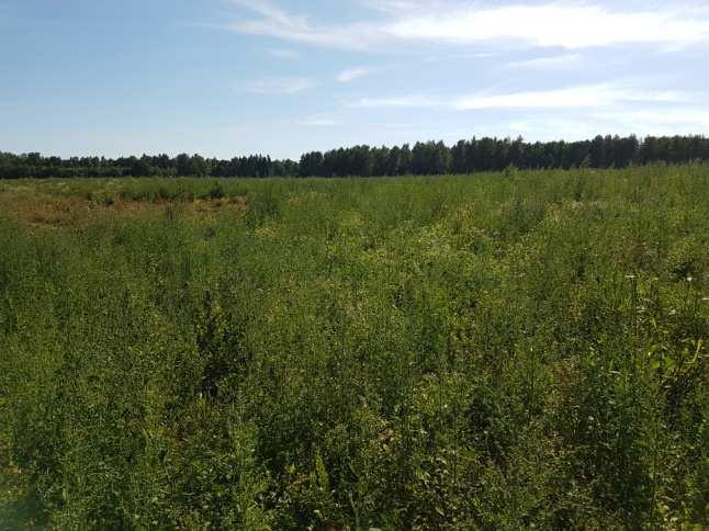 tereny leśne (sierpień