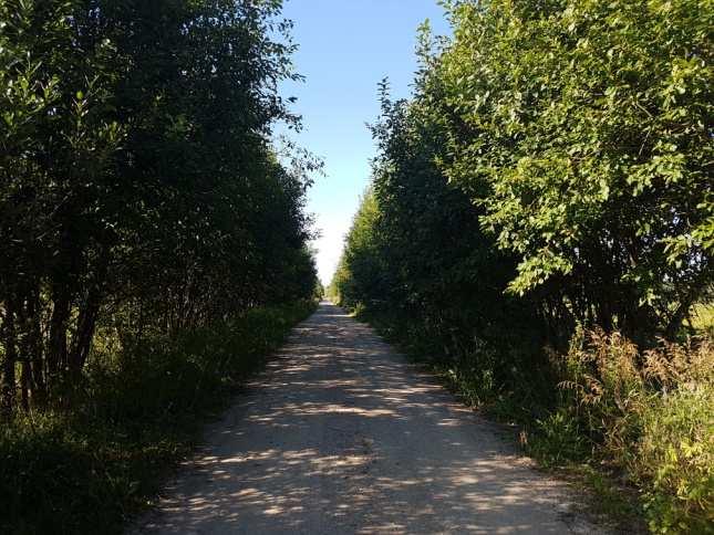 Fot. 39 Droga dojazdowa do terenu planowanej inwestycji (sierpień 2017). Fot. 40 Pola uprawne (sierpień 2017). Fot. 41 Pola uprawne (sierpień 2017). Fot. 42 Pola uprawne (sierpień 2017).