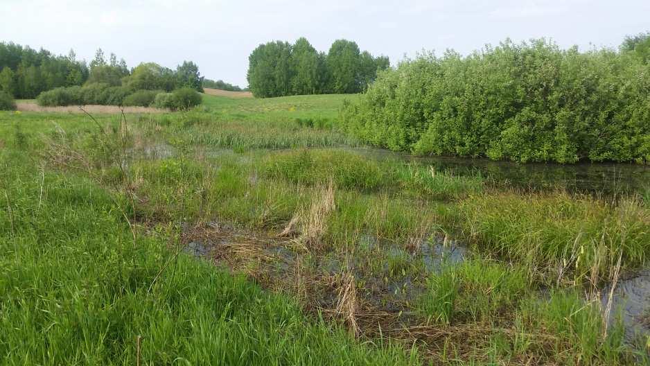 Siedlisko  50 Siedlisko