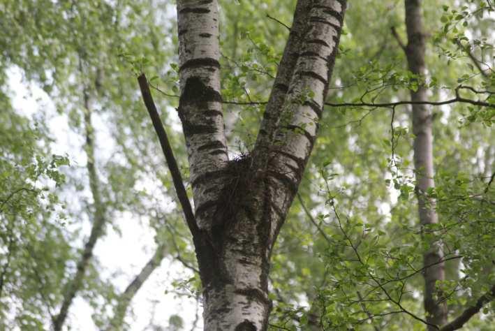 Dodatkowo teren planowanej inwestycji oraz sąsiednie pola