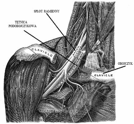 Anestezjologia Intensywna Terapia 2014; tom 46, nr 1, 39 44 zmienność anatomiczna, trudności ze stymulacją nerwów np. w neuropatiach).