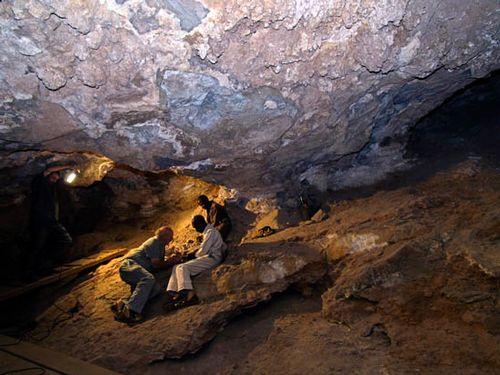 australopiteka (oznaczoną następnie