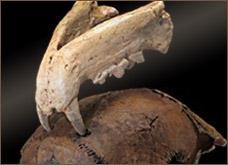 Co więcej, na tym samym stanowisku archeologicznym znaleziono też dolną szczękę leoparda, w której kły umieszczone były od siebie w odległości mniej więcej odpowiadającej rozstawowi otworów w SK54.