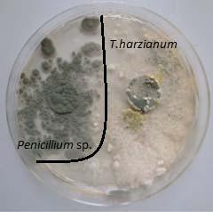 The result of the Mańka biotic test in dual organism cultures grown on a glucose and potato substrate after 7 days of incubation at 25 C Szczep Strains Penicillium sp. Rhizopus sp. Fusarium sp.
