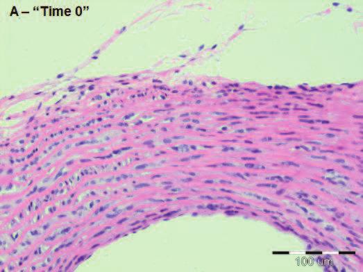 4.4. Ocena preparatów histologicznych Badania morfologiczne Ryc. 54.