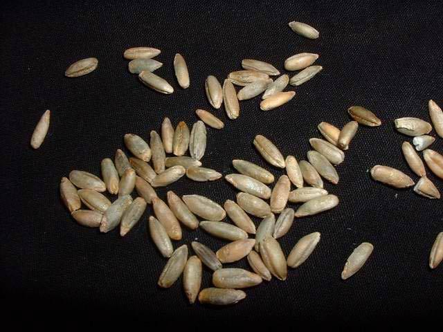 Podstawowy przepis na żyto dla półlitrowego słoika 100 g (~125 ml) żyta 105 g (=105 ml) wody gips na czubku noża (opcjonalnie) Na litrowy słoik, podwój ilości.
