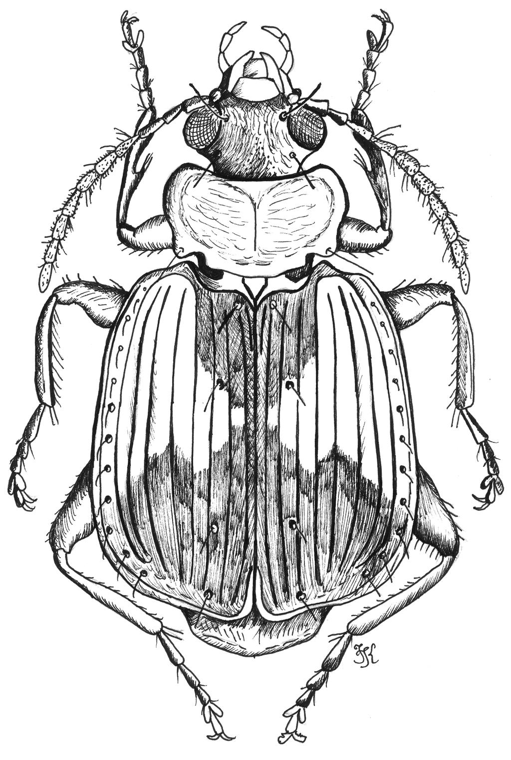 Rys. 3. Lebia scapularis (FOURCROY, 1785), Carabidae, Lebiini, Bułgaria, Pirin. Autor Jarosław Klasiński. Częstochowskie Koło Entomologiczne MUZEUM CZĘSTOCHOWSKIE Aleja N. M. P. 45A 42-200 Częstochowa tel.