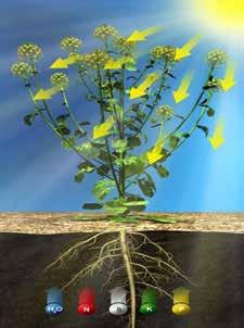 większa ilość mocniejszych pędów Lepsze kwitnienie dzięki lepszemu docieraniu światła Badania naukowe w Brytyjskim Instytucie ADAS dowodzą, że zastosowanie Caryxu wiosną (lub łączne LICZBA