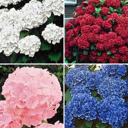 Hydrangea
