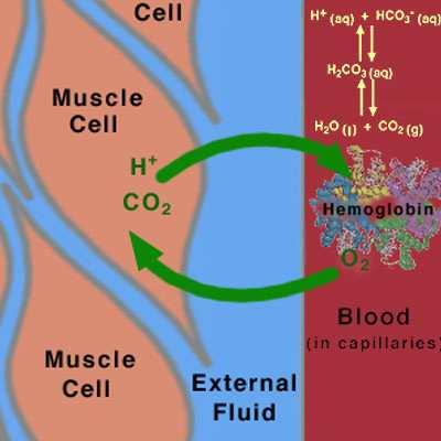 Kom. H HCO - Komórka mięśniowa H 2 CO H 2 O CO 2