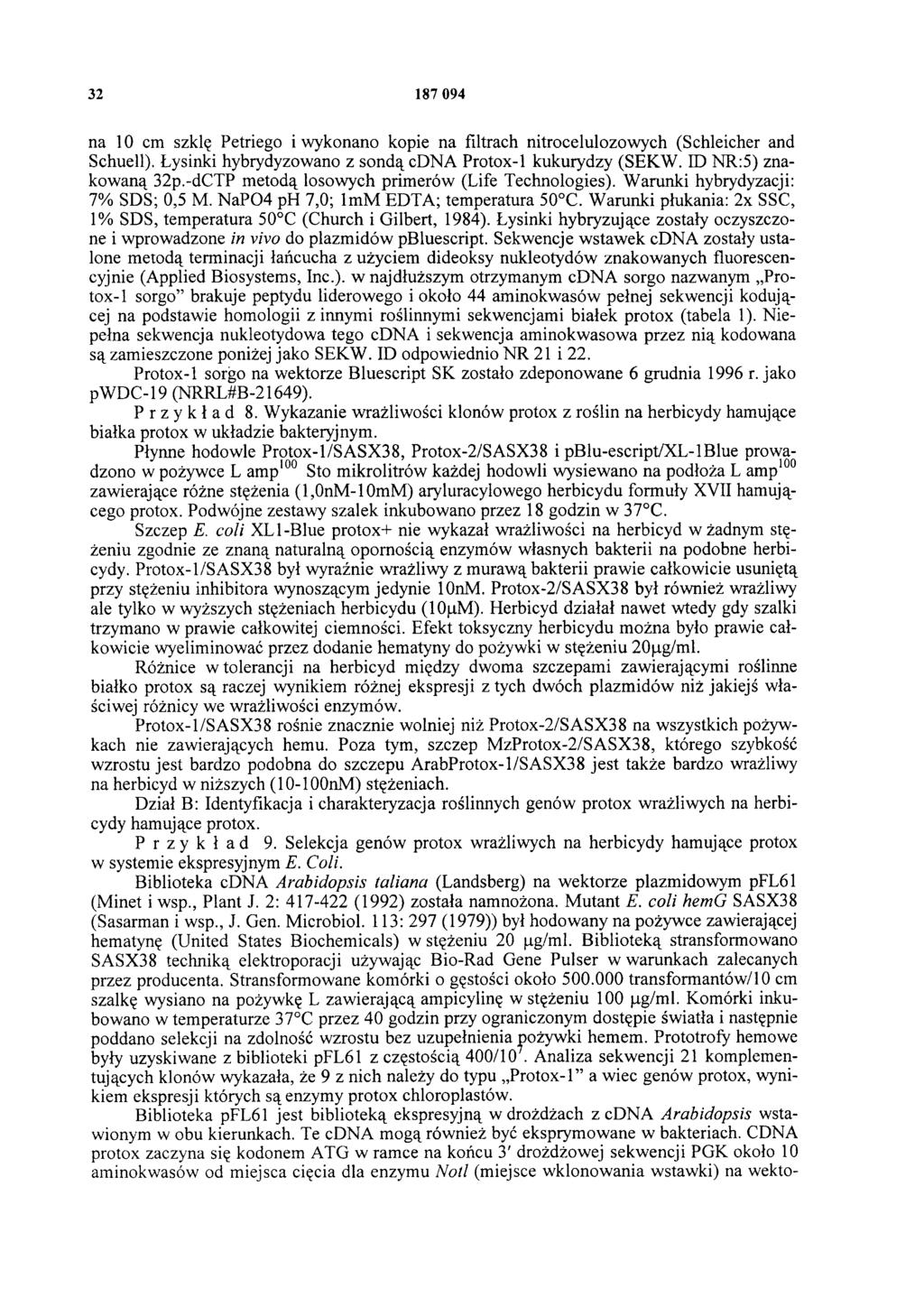 32 187 094 na 10 cm szklę Petriego i wykonano kopie na filtrach nitrocelulozowych (Schleicher and Schuell). Łysinki hybrydyzowano z sondą cdna Protox-l kukurydzy (SEKW. ID NR:5) znakowaną 32p.