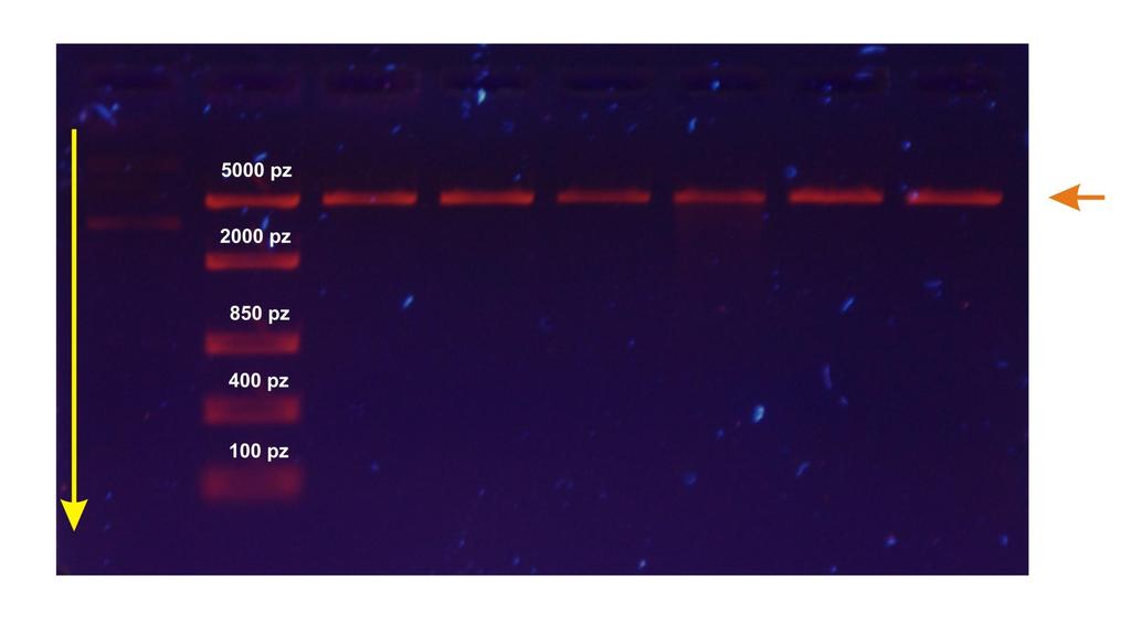 Elektroforeza i wizualizacja DNA