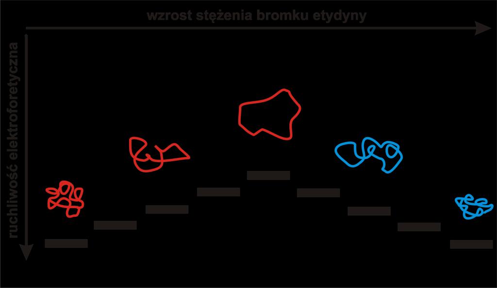 Analiza zmian kształtu plazmidowego DNA w