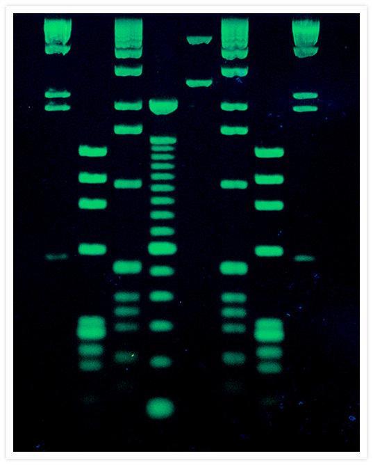 SYBR GREEN umożliwia wizualizację DNA