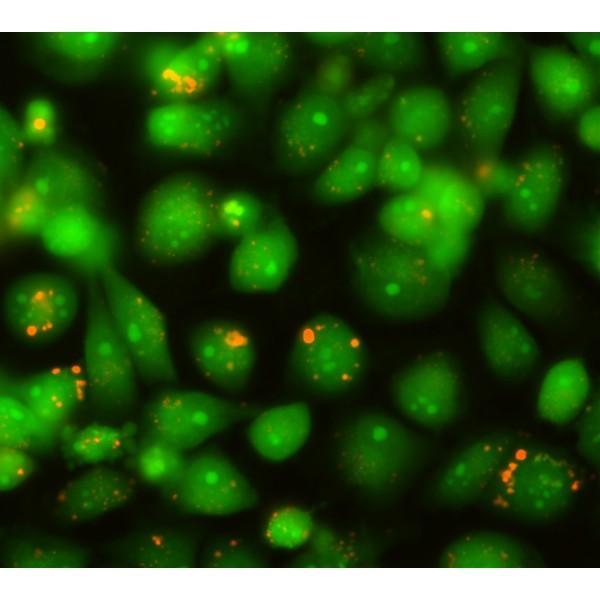 ACRIDINE ORANGE - umożliwia wizualizację DNA w żelach i w