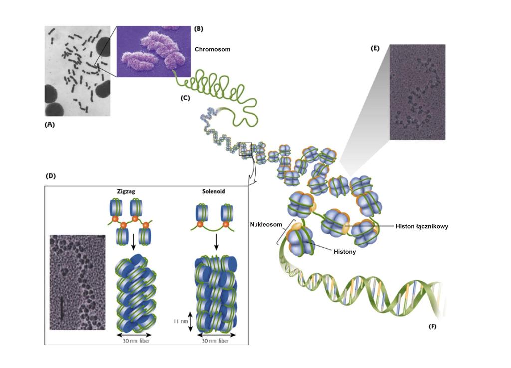 Organizacja materiału genetycznego wewnątrz komórki Fundamental