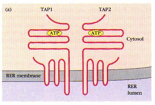 Transport przetwarzanych antygenów TAP